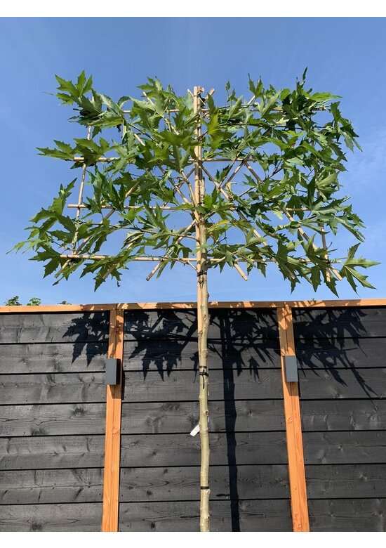 Orientalische Platane 'Minaret' - Spalierbaum | Platanus orientalis 'Minaret' Orientalische Platane 'Minaret' - Spalierbaum | Platanus orientalis 'Minaret'