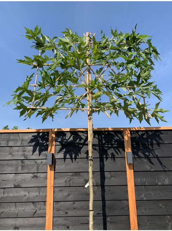 Orientalische Platane 'Minaret' - Spalierbaum | Platanus orientalis 'Minaret' Orientalische Platane 'Minaret' - Spalierbaum | Platanus orientalis 'Minaret'