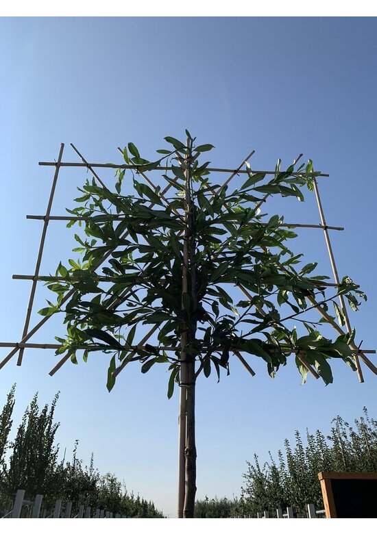 Kaukasischer Kirschlorbeer Spalier | Prunus laurocerasus 'Caucasica' Kaukasischer Kirschlorbeer Spalier | Prunus laurocerasus 'Caucasica'