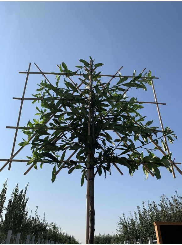 Kaukasischer Kirschlorbeer 'Caucasica' - Spalierbaum | Prunus laurocerasus 'Caucasica' Kaukasischer Kirschlorbeer 'Caucasica' - Spalierbaum | Prunus laurocerasus 'Caucasica'