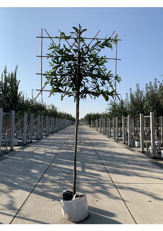 Kaukasischer Kirschlorbeer Spalier | Prunus laurocerasus 'Caucasica' Kaukasischer Kirschlorbeer Spalier | Prunus laurocerasus 'Caucasica'