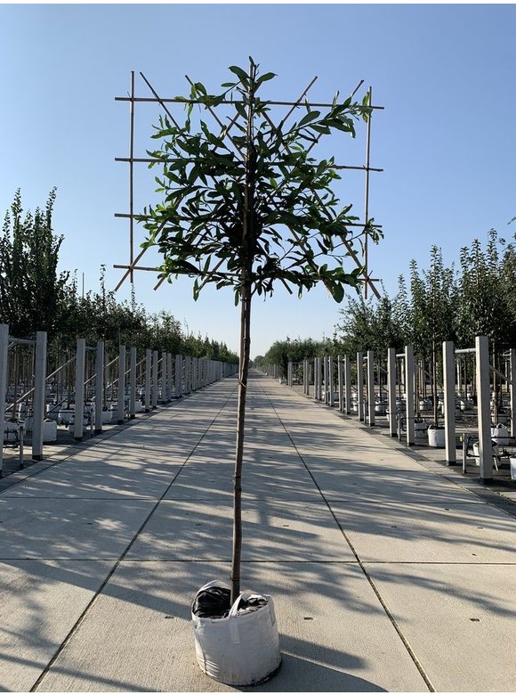 Kaukasischer Kirschlorbeer 'Caucasica' - Spalierbaum | Prunus laurocerasus 'Caucasica' Kaukasischer Kirschlorbeer 'Caucasica' - Spalierbaum | Prunus laurocerasus 'Caucasica'