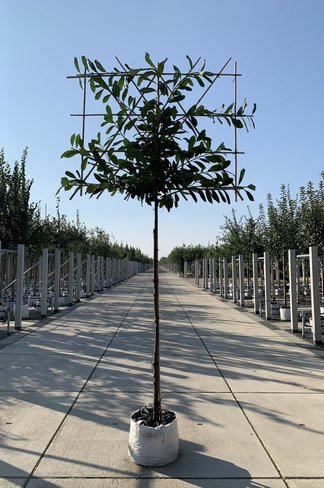 Kirschlorbeer 'Novita' - Spalierbaum | Prunus laurocerasus 'Novita' Kirschlorbeer 'Novita' - Spalierbaum | Prunus laurocerasus 'Novita'