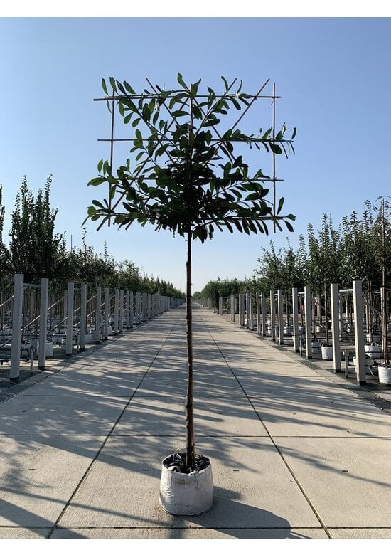 Kirschlorbeer Spalierbaum | Prunus laurocerasus 'Novita'