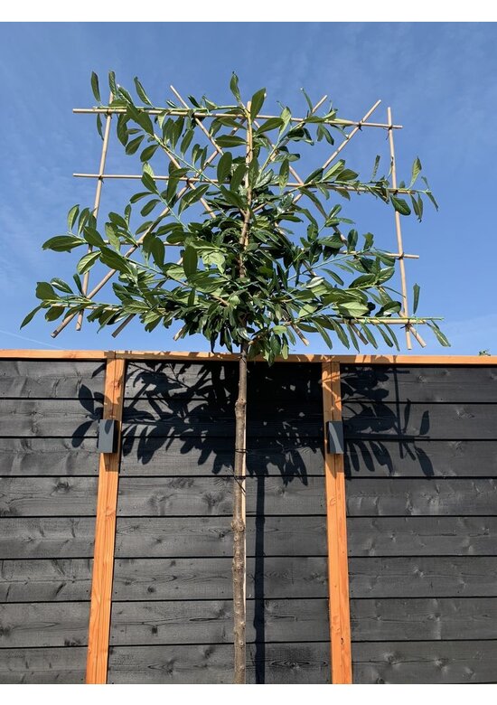 Kirschlorbeer 'Novita' - Spalierbaum | Prunus laurocerasus 'Novita'