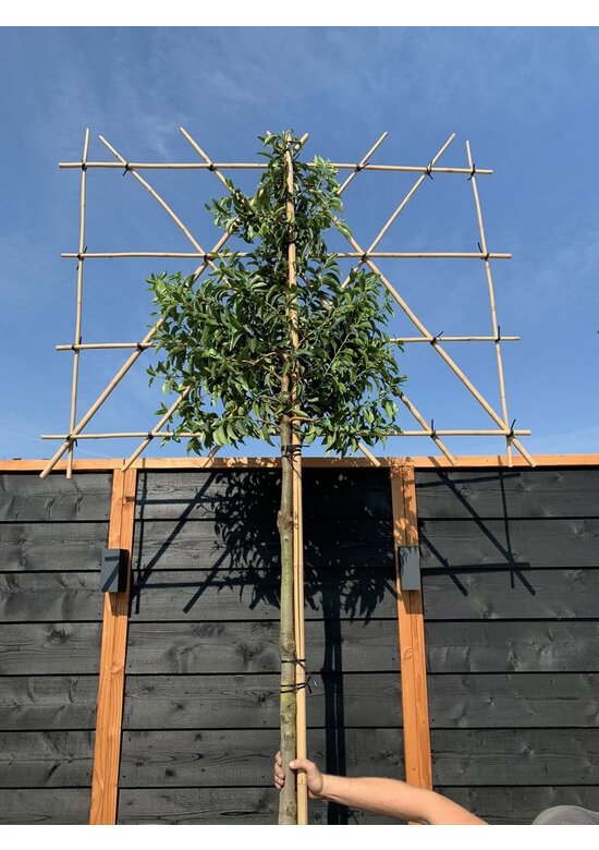 Portugiesischer Kirschlorbeer Spalier | Prunus lusitanica