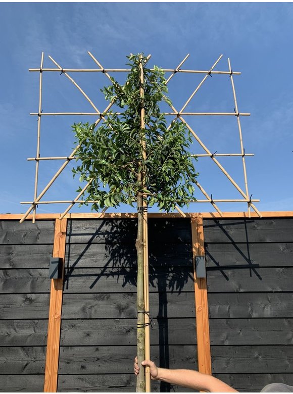 Portugiesischer Kirschlorbeer Spalierbaum | Prunus lusitanica Portugiesischer Kirschlorbeer Spalierbaum | Prunus lusitanica