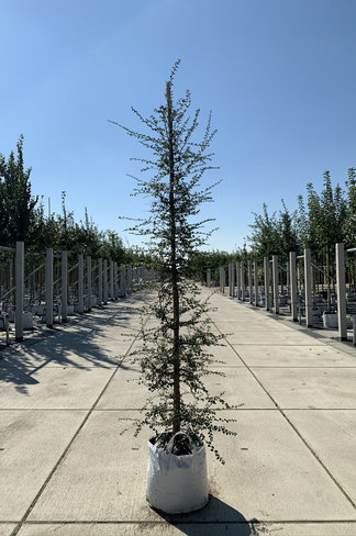 Antarktische Scheinbuche | Nothofagus antarctica