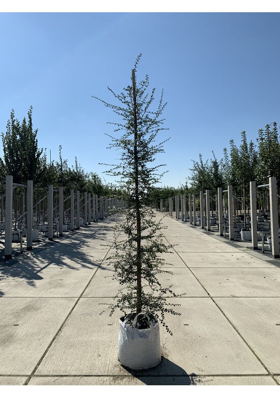 Antarktische Scheinbuche | Nothofagus antarctica