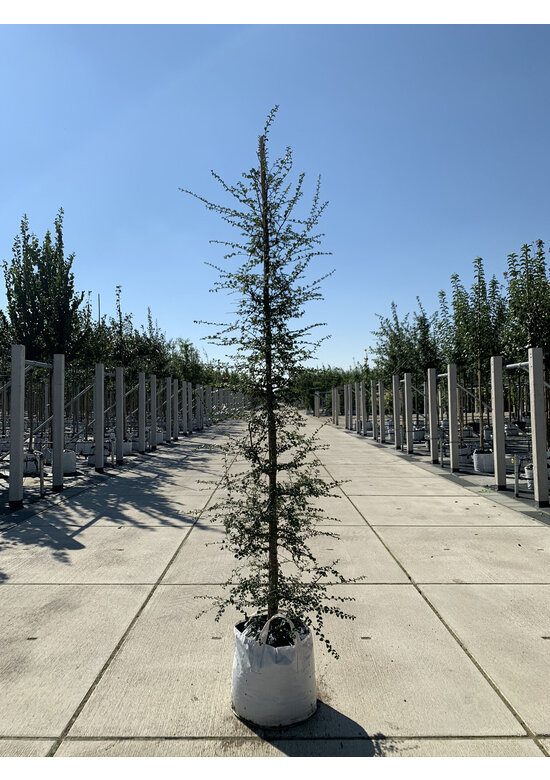 Antarktische Scheinbuche | Nothofagus antarctica