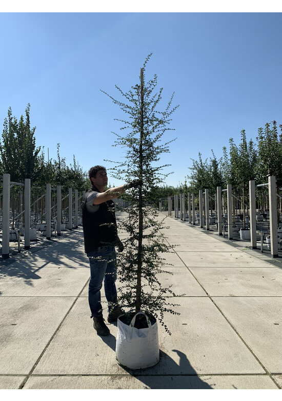 Antarktische Scheinbuche | Nothofagus antarctica