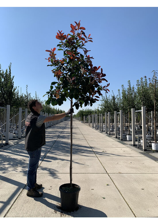 Glanzmispel Hochstamm | Photinia fraseri 'Red Robin' Glanzmispel Hochstamm | Photinia fraseri 'Red Robin'