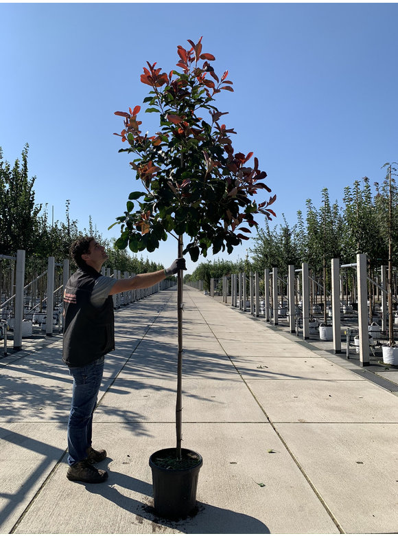 Glanzmispel 'Red Robin' | Photinia fraseri 'Red Robin' Glanzmispel 'Red Robin' | Photinia fraseri 'Red Robin'
