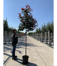 Glanzmispel Baum  | Photinia fraseri 'Red Robin'