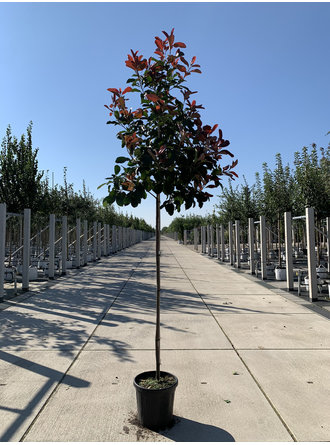 glanzmispel carre rouge winterhart Glanzmispel Photinia fraseri Carré Rouge Gartenpflanze 19cm 90cm main image 1