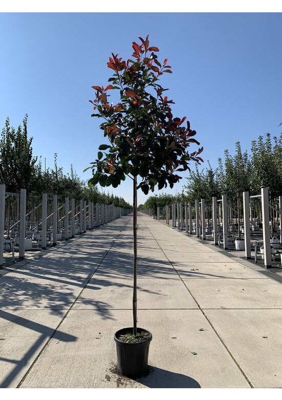 Glanzmispel Baum  | Photinia fraseri 'Red Robin'