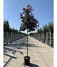 Glanzmispel baum 'Red Robin' | Photinia fraseri 'Red Robin'