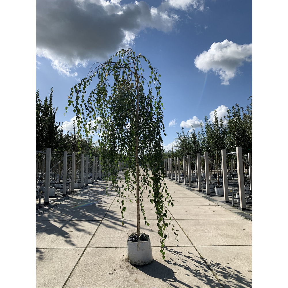 Trauerbirke Hängebirke Youngii kaufen? Perfekt für jeden Garten