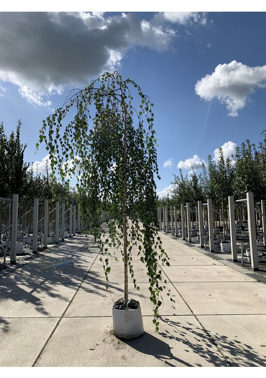 Hängebirke 'Youngii' | Betula pendula 'Youngii'
