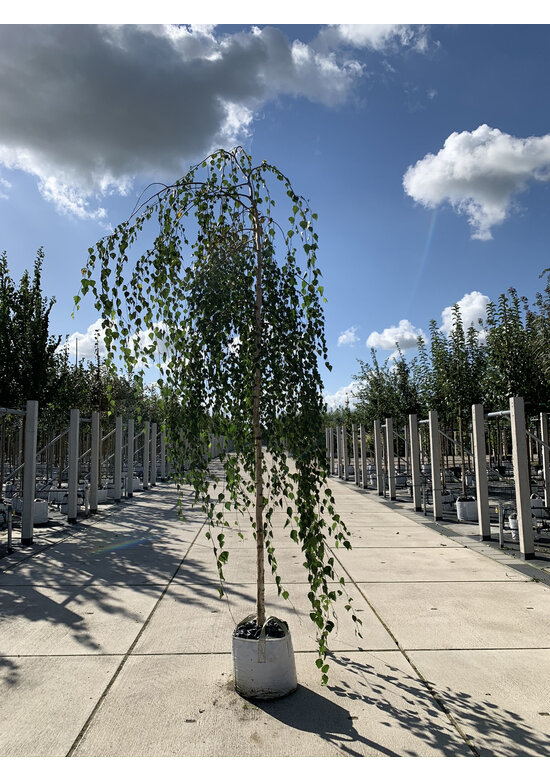 Hängebirke 'Youngii' | Betula pendula 'Youngii'