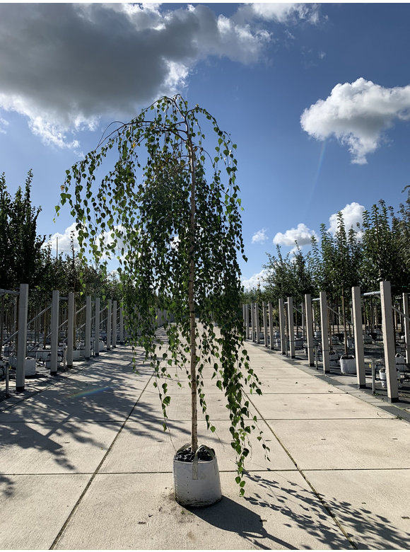 Trauerbirke - Hängebirke 'Youngii' | Betula pendula 'Youngii' Trauerbirke - Hängebirke 'Youngii' | Betula pendula 'Youngii'