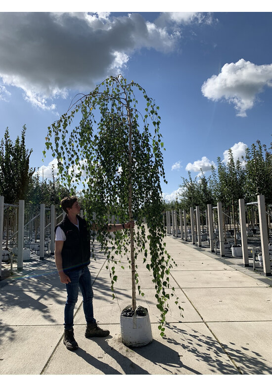 Hängebirke 'Youngii' | Betula pendula 'Youngii'