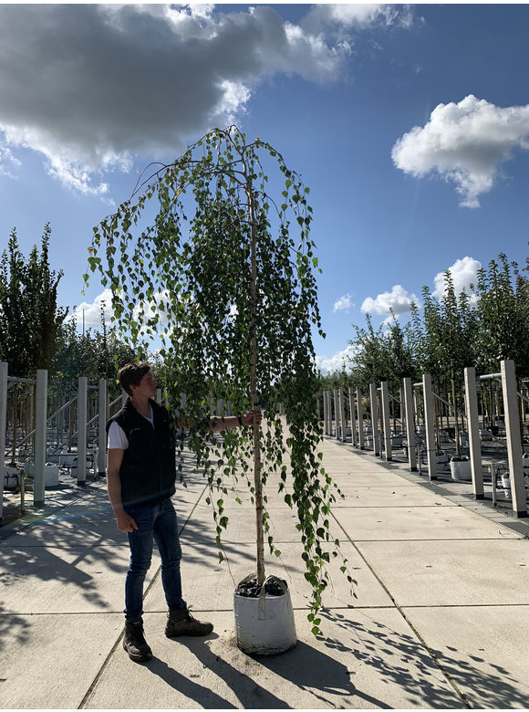 Trauerbirke - Hängebirke 'Youngii' | Betula pendula 'Youngii' Trauerbirke - Hängebirke 'Youngii' | Betula pendula 'Youngii'