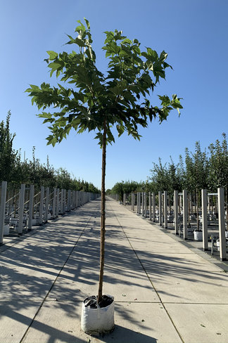 Platanenblättriger Maulbeerbaum 'Platanifolia' | Morus alba 'Platanifolia'