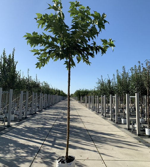 Maulbeerbaum kaufen? Alle Maulbeer bäume online Mehr wie 160 Jahre