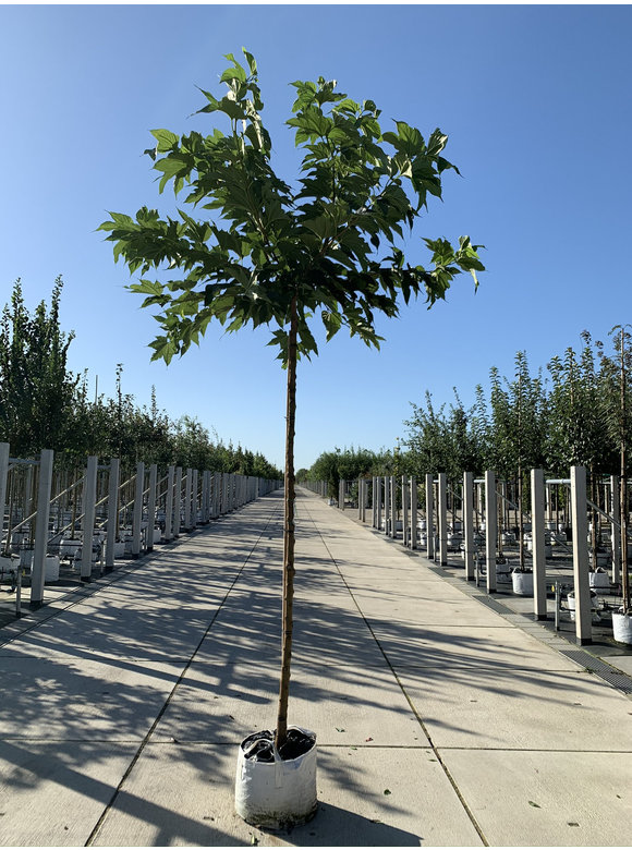 Platanenblättriger Maulbeerbaum 'Platanifolia' | Morus alba 'Platanifolia' Platanenblättriger Maulbeerbaum 'Platanifolia' | Morus alba 'Platanifolia'