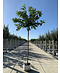 Venovi GmbH Platanenblättriger Maulbeerbaum 'Platanifolia' | Morus alba 'Platanifolia'