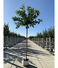Platanenblättriger Maulbeerbaum 'Platanifolia' | Morus alba 'Platanifolia'