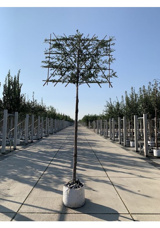 Stein-Eiche - Spalierbaum | Quercus Ilex