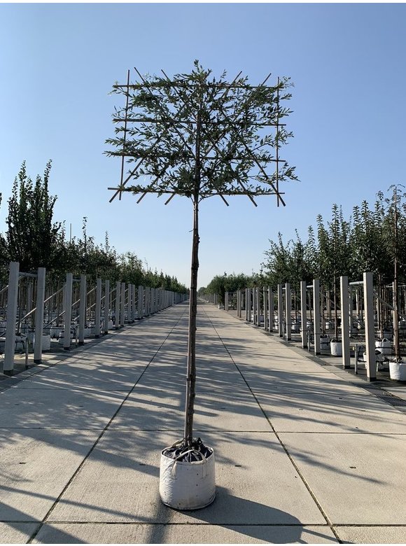 Stein-Eiche - Spalierbaum | Quercus Ilex Stein-Eiche - Spalierbaum | Quercus Ilex