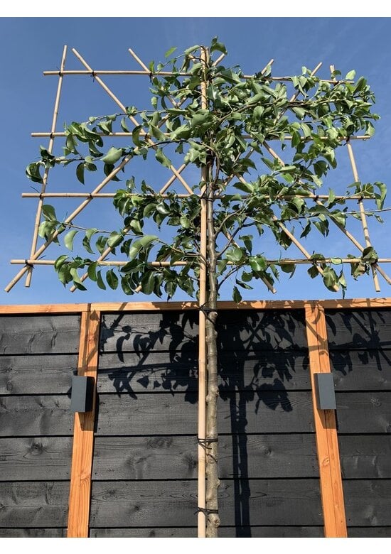 Stadtbirne 'Chanticleer' Spalierbaum | Pyrus calleryana 'Chanticleer'