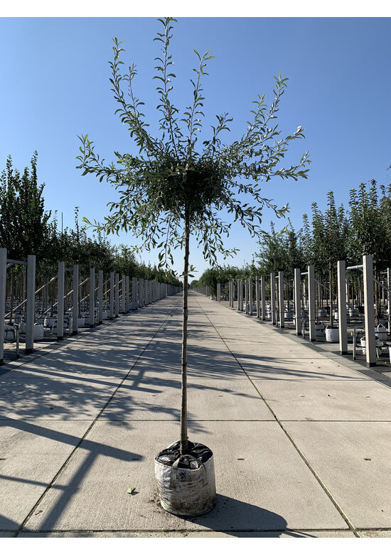 Weidenblättrige-Birne | Pyrus salicifolia 'Pendula'