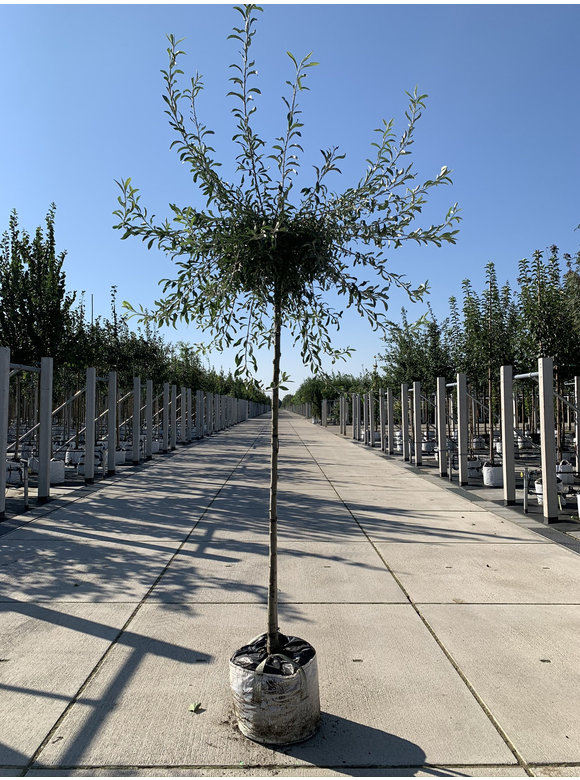 Weidenblättrige-Birne - Hängende-Wildbirne | Pyrus salicifolia 'Pendula' Weidenblättrige-Birne - Hängende-Wildbirne | Pyrus salicifolia 'Pendula'