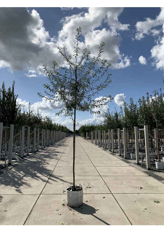 Weidenblättrige Birne Hochstamm | Pyrus salicifolia 'Pendula'
