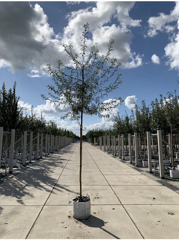 Weidenblättrige Birne Hochstamm | Pyrus salicifolia 'Pendula' Weidenblättrige Birne Hochstamm | Pyrus salicifolia 'Pendula'