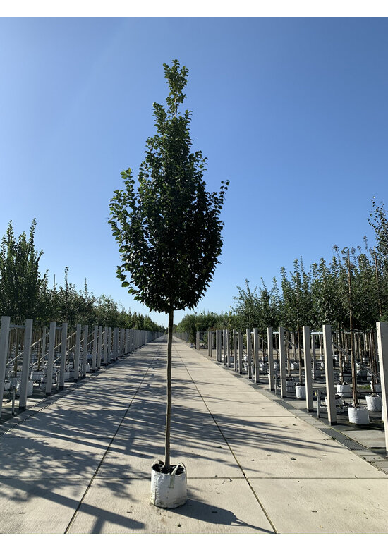 Pyramidenhainbuche Hochstamm | Carpinus betulus 'Fastigiata'