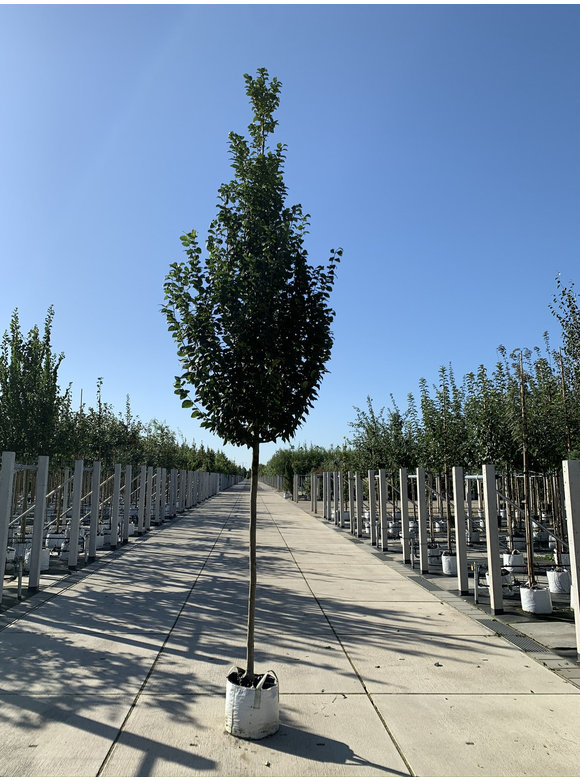 Pyramidenhainbuche Hochstamm - Säulenhainbuche | Carpinus betulus 'Fastigiata' Pyramidenhainbuche Hochstamm - Säulenhainbuche | Carpinus betulus 'Fastigiata'