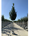 Venovi GmbH Pyramidenhainbuche Hochstamm - Säulenhainbuche | Carpinus betulus 'Fastigiata'