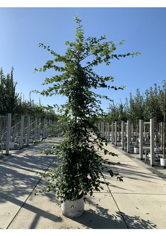 Hainbuche - Weißbuche - Stammbusch | Carpinus betulus