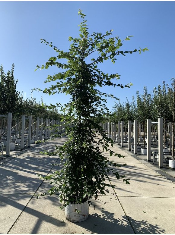 Hainbuche - Weißbuche - Stammbusch | Carpinus betulus Hainbuche - Weißbuche - Stammbusch | Carpinus betulus
