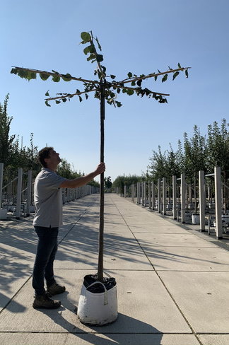 Dachlinde - Kaiser Linde 'Pallida' Dachbaum | Tilia europaea 'Pallida' Dachlinde - Kaiser Linde 'Pallida' Dachbaum | Tilia europaea 'Pallida'