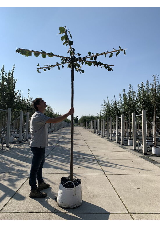 Dachlinde - Kaiser Linde 'Pallida' Dachbaum | Tilia europaea 'Pallida' Dachlinde - Kaiser Linde 'Pallida' Dachbaum | Tilia europaea 'Pallida'