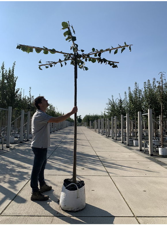 Kaiser Linde 'Pallida' - Dachbaum | Tilia europaea 'Pallida' Kaiser Linde 'Pallida' - Dachbaum | Tilia europaea 'Pallida'