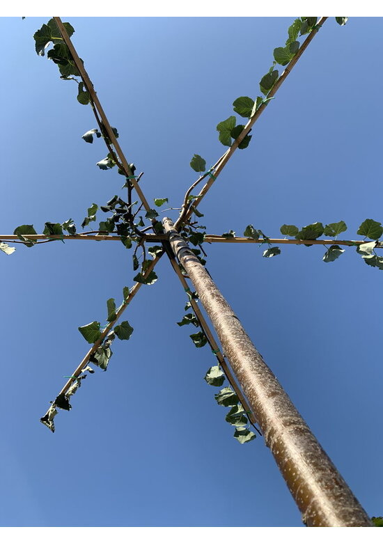 Dachlinde - Kaiser Linde 'Pallida' Dachbaum | Tilia europaea 'Pallida' Dachlinde - Kaiser Linde 'Pallida' Dachbaum | Tilia europaea 'Pallida'