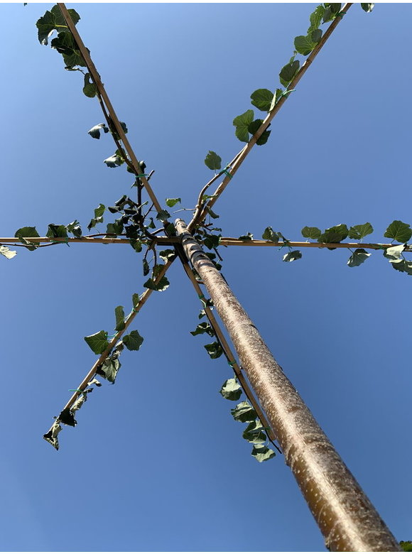 Kaiser Linde 'Pallida' - Dachbaum | Tilia europaea 'Pallida' Kaiser Linde 'Pallida' - Dachbaum | Tilia europaea 'Pallida'