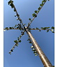 Dachlinde 'Pallida' | Tilia europaea 'Pallida'